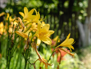 Yellow dailily flowers in sunlight in the garden. Hemerocallis liloasphodelus.
