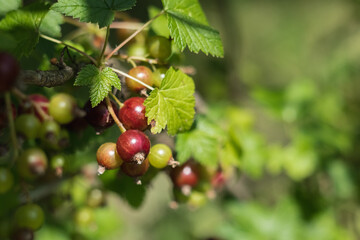 Black currant with green leaves growing in the garden.