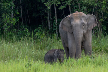 Obraz premium elephants child