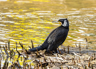 カワウ(広島県広島市)
