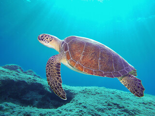 Obraz premium A majestic green sea turtle -Chelonia mydas swimming towards the surface