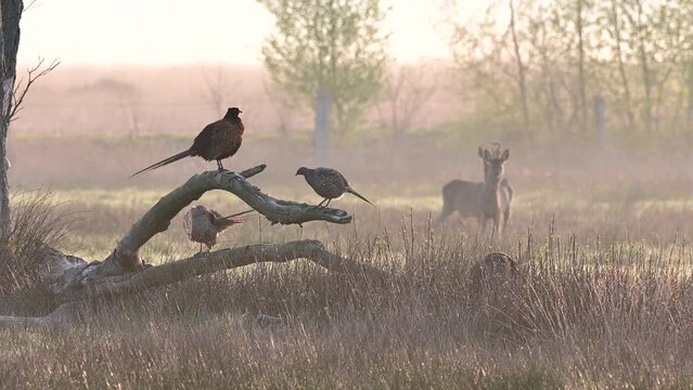 Pheasant cock sitting with several hens on dead tree trunk with roe deer in background in morning fog, north rhine westphalia, spring, (phasianus colchicus), germany
