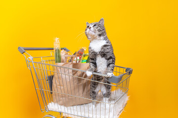 Strong cat standing in shopping cart