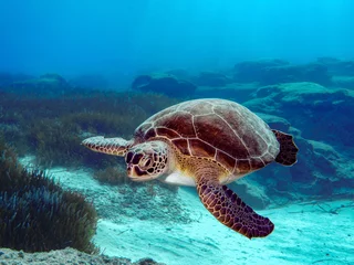 Möbelaufkleber A female green sea turtle swimming in the sea of Cyprus © Sakis Lazarides