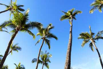 Obraz na płótnie Canvas Bright blue sunny sky in Maui Hawaii in the summer with tall palm trees