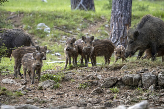 baby newborn wild boar portrait in the forest in summer © Andrea Izzotti