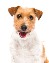 smiling dog with tongue on white background
