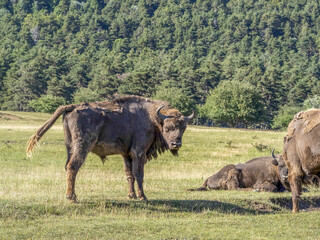 European bison portrait in summer