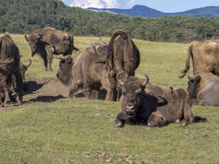 European bison portrait in summer
