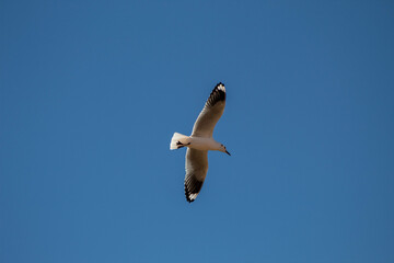 seagull in flight