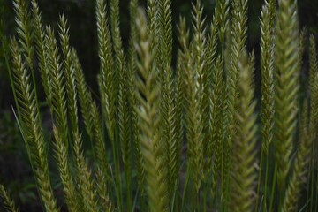 Ferns I saw on the way home