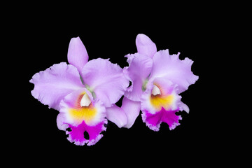 Pink cattleya orchid blossoms against a black background - obrazy, fototapety, plakaty