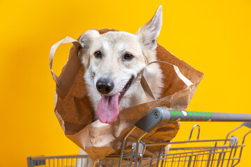 Pretty dog in shopping cart