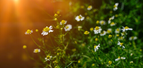 Spring meadow with chamomile flowers on beautiful background with sunshine and copy space