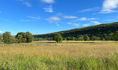Yorkshire Dales landscape, with wild grasses, wheat, dry stone walls, and distant fields, late afternoon in, Littondale, UK