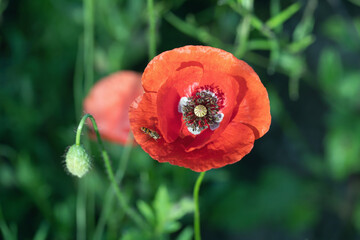 Red poppy flower (Papaver rhoeas) variety with particular white marks in the middle.