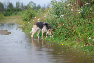 Dog in a meadow. Happy dog in a natural park