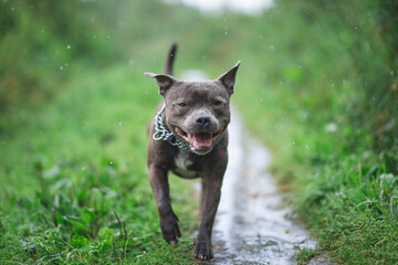 Dog in the rain walking in park