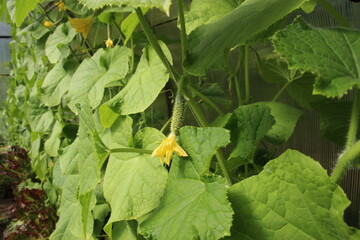 yellow flower and small cucumbers in the garden greenhouse
