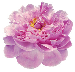 Purple peony flower  on white isolated background with clipping path. Closeup. For design. Nature.