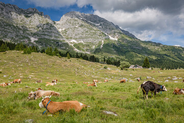 Fototapeta na wymiar Beautiful nature. Grazing cows with an amazing view of mountain hiking trail road. Italy Malga Montasio Forca Disteis