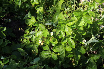 close up of growing green leaves, flowers and green berries of garden strawberry in sun light