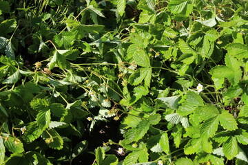 close up of growing green leaves, flowers and green berries of garden strawberry in sun light