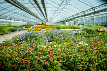 Greenhouse with growing biological flowers and plants. Glasshouse