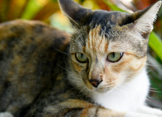 Cute cat with multicolored fur and yellow eyes crouching on brick fence on blurred background.
