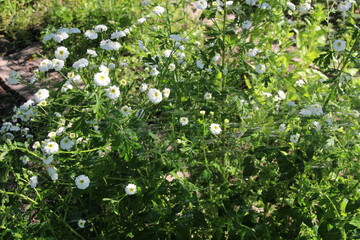 watering white flowers in the garden in summer sunny day