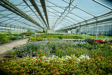 Greenhouse with growing biological flowers and plants. Glasshouse