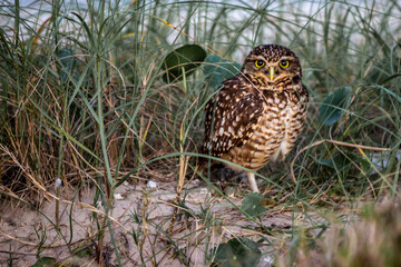 owl