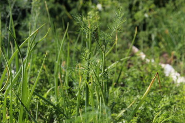 Dill plant grow in garden in sunny day