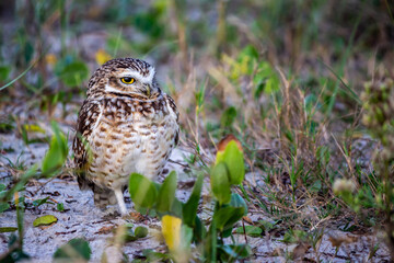 horned owl