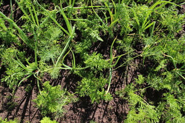 Dill plant grow in garden in sunny day