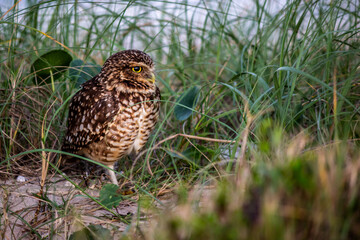 owl in the grass