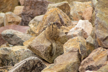 Fototapeta na wymiar Wild rabbit vizcacha in the Atacama Desert
