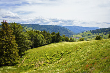 Fototapeta premium Wieden_8445