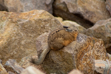Wild rabbit vizcacha in the Atacama Desert