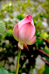 The lotus bud has a beautiful pure pink on a blurred background. 