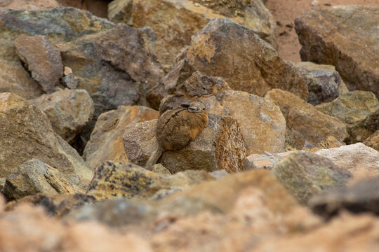 Wild rabbit vizcacha in the Atacama Desert