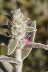 soft focused macro shot of woolly hedgenettle or Stachys byzantina, lambs ear fluffy plant with small pink flowers. Capture with USSr Industar 61LD lens
