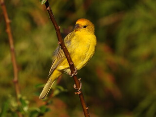 Pájaro amarillo en una rama de árbol 