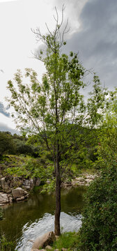 &Aacute;rbol alto a orilla del r&iacute;o en d&iacute;a nublado