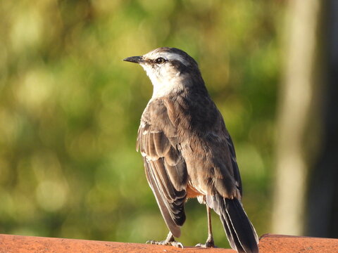 P&aacute;jaro con su mirada fija visto de espaldas 
