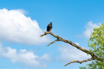Black Vulture perched on tree limb at Orlando Wetlands Park in Cape Canaveral Florida.