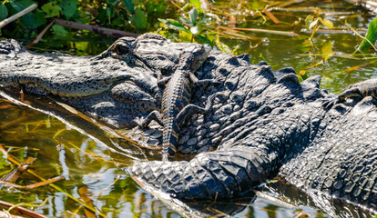 Female American Alligator with alligator babies on her back at Orlando Wetlands Park in Cape...