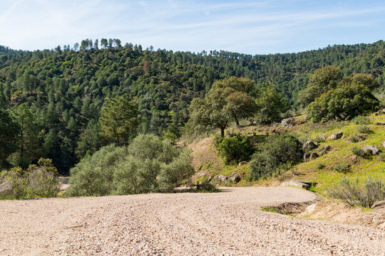 Paisaje de pinar con sendero sin asfaltar