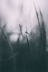 Art photo of raindrops on meadow grass