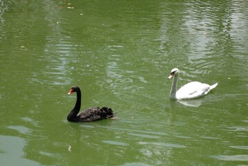 swans on the lake